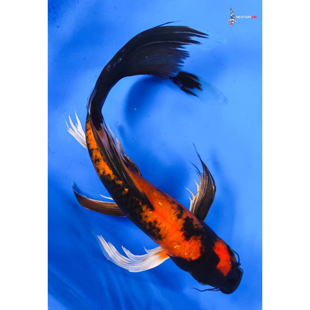 10.5” Imported Kin Hi Utsuri Butterfly Koi