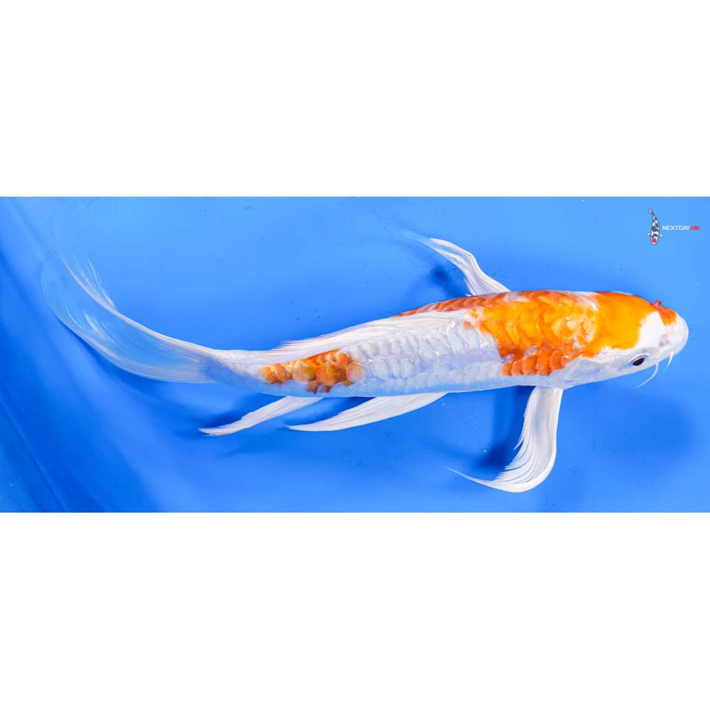 10.5” Imported Armor Scaled Hariwake Butterfly Koi