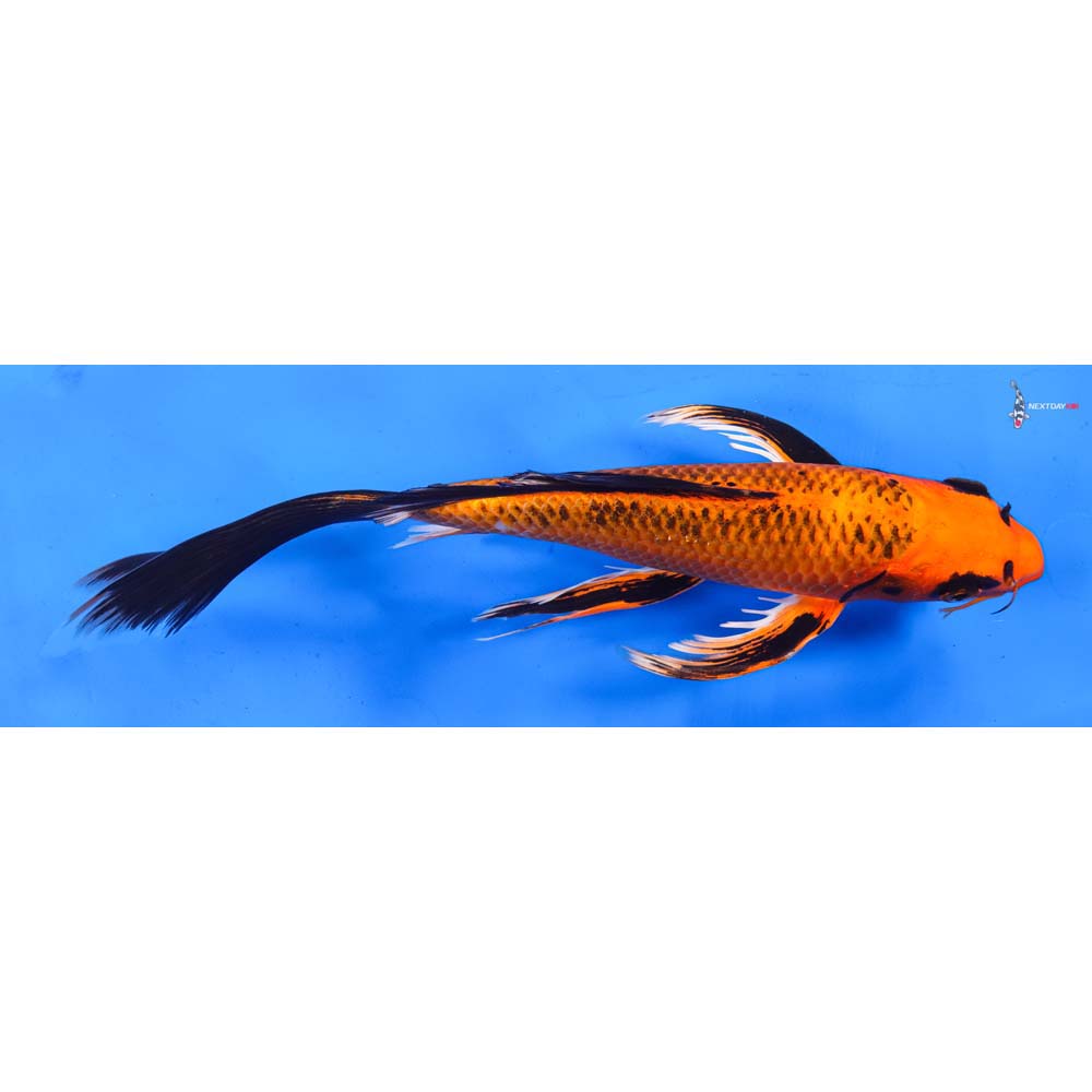 10.5” Imported Orenji Matsuba Butterfly Koi