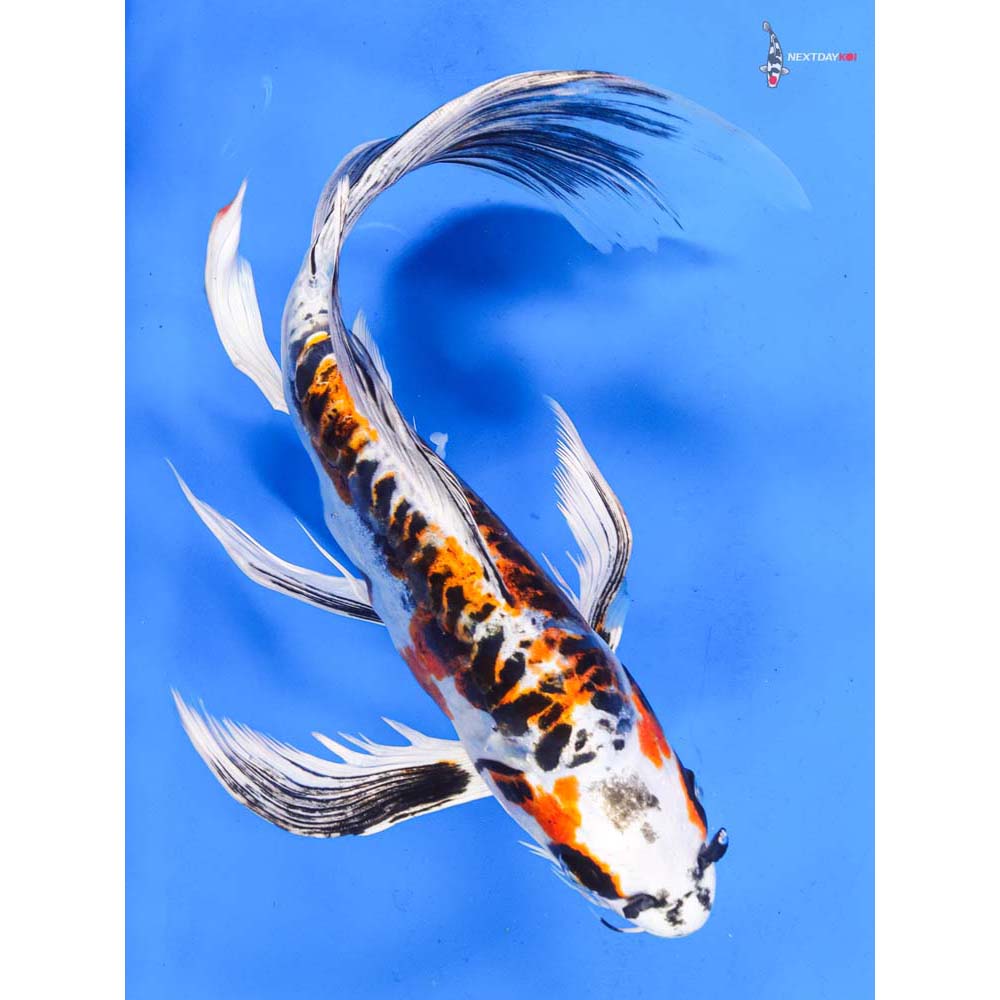 11” Imported Kin Kikokuryu Butterfly Koi
