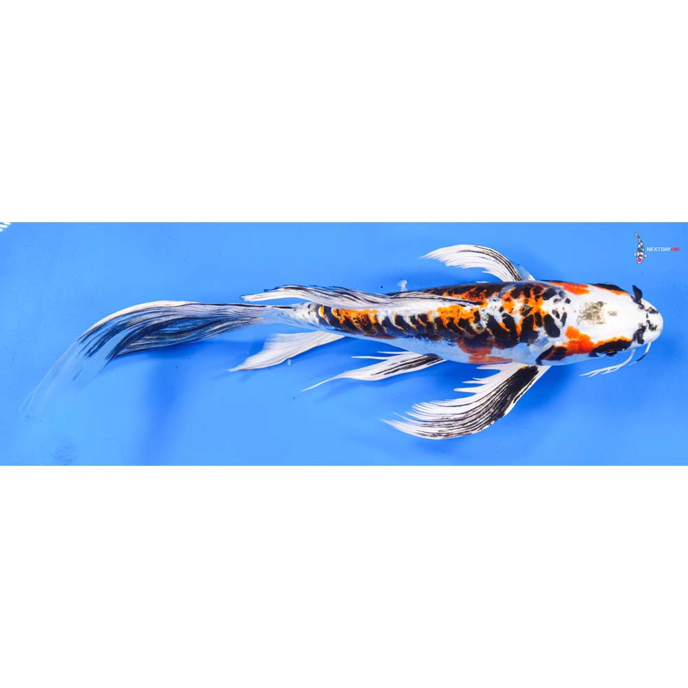 11” Imported Kin Kikokuryu Butterfly Koi