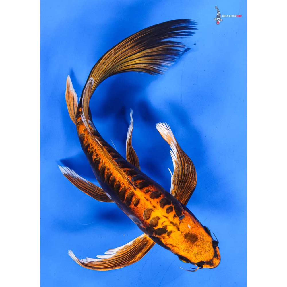 11” Imported Kin Kikokuryu Butterfly Koi