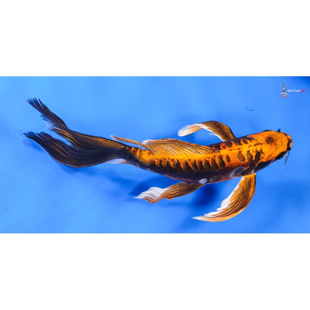 11” Imported Kin Kikokuryu Butterfly Koi