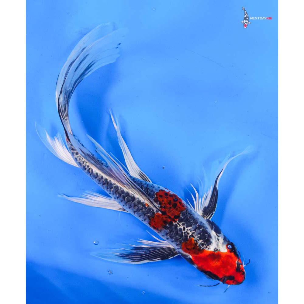 11” Imported Kujaku Butterfly Koi