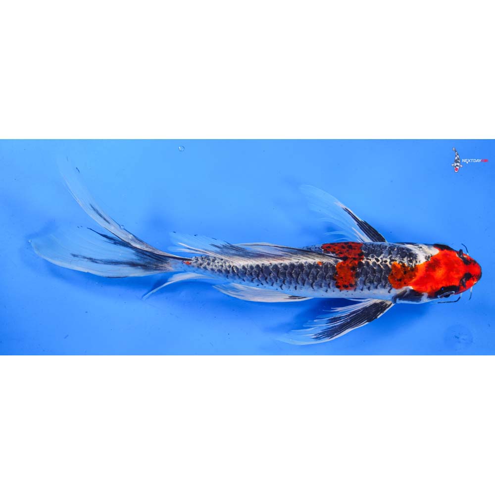 11” Imported Kujaku Butterfly Koi