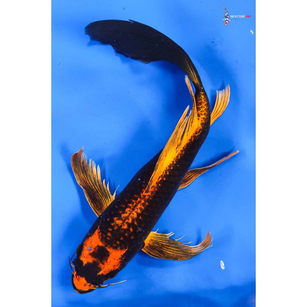 11” Imported Orenji Matsuba Butterfly Koi