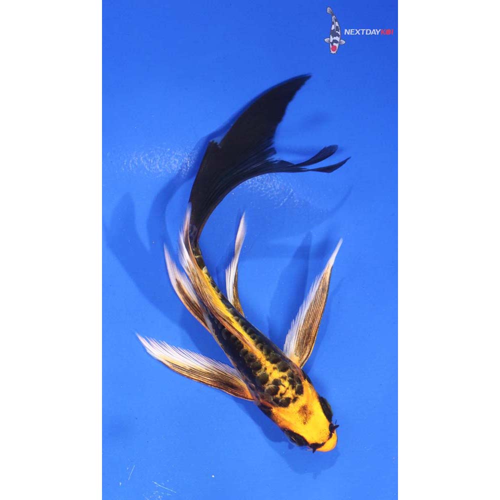 5.5” Imported Kin Kikokuryu Butterfly Koi