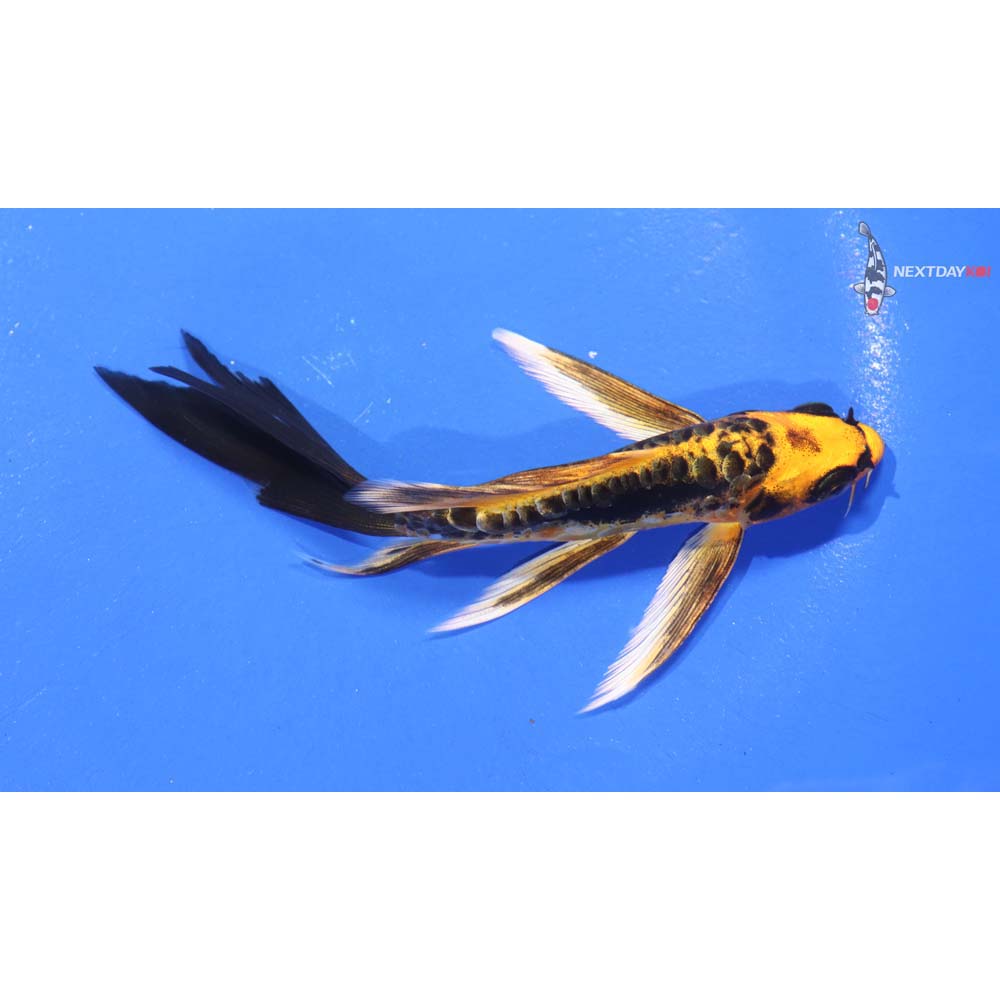 5.5” Imported Kin Kikokuryu Butterfly Koi