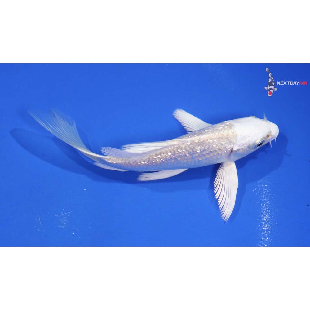4.5” Gun Rin Imported Platinum Ogon Butterfly Koi