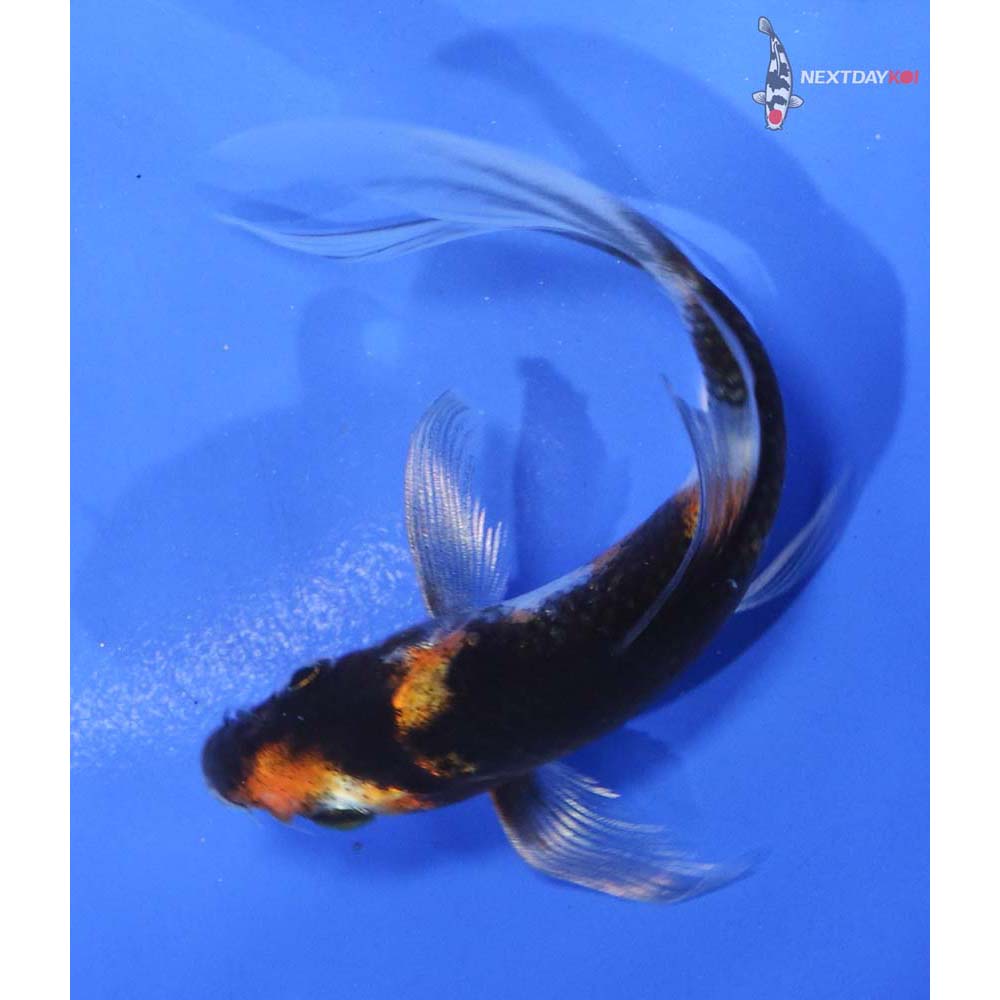 4.5” Imported Showa Butterfly Koi
