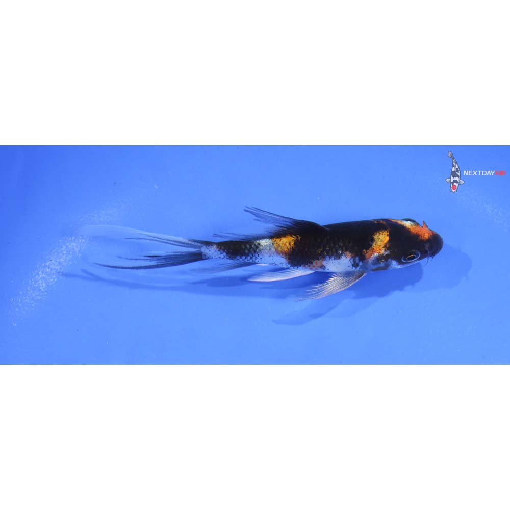 4.5” Imported Showa Butterfly Koi