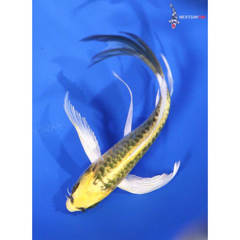 4.5” Imported Armor Scaled Ki Matsuba Butterfly Koi