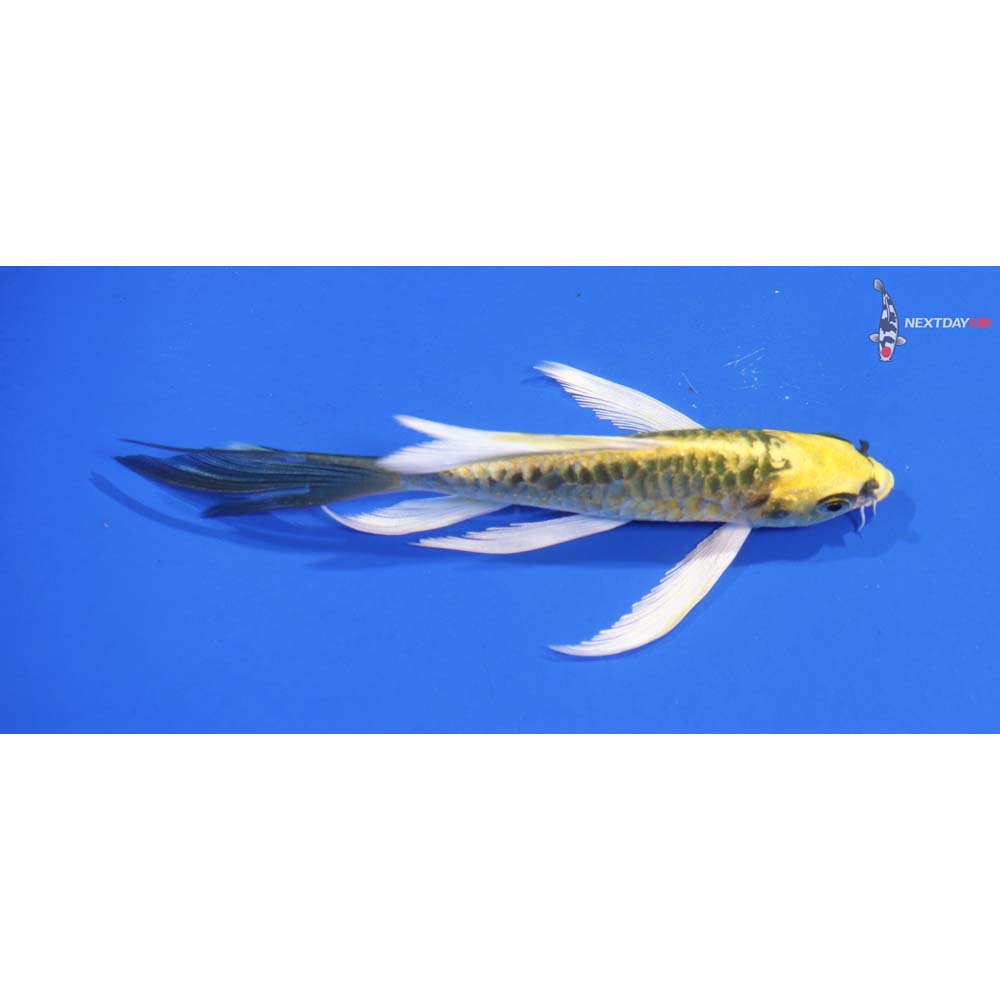4.5” Imported Armor Scaled Ki Matsuba Butterfly Koi