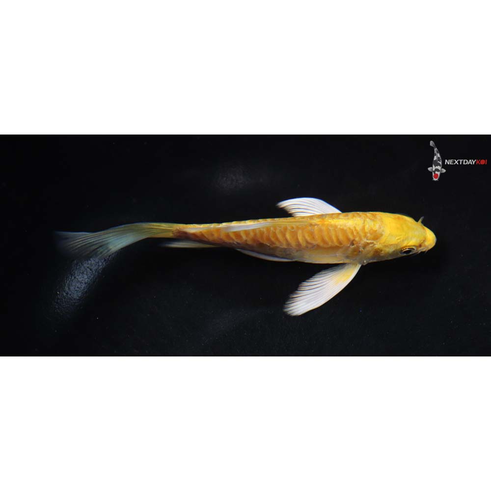 5.5” Imported Doitsu Yamabuki Ogon Butterfly Koi