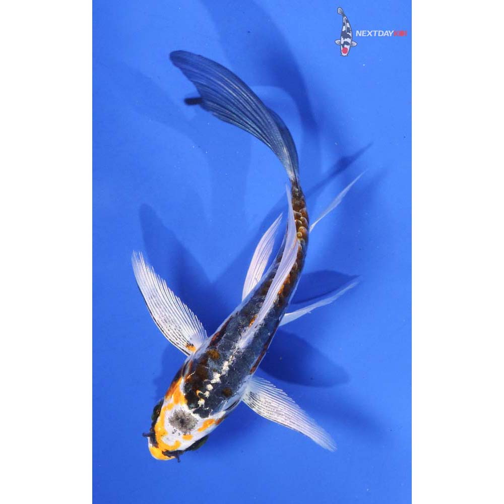 4.5” Imported Doitsu Kujaku Butterfly Koi