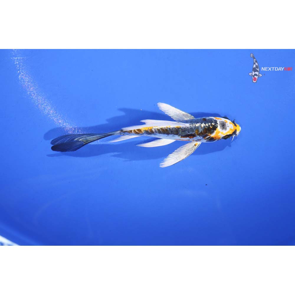 4.5” Imported Doitsu Kujaku Butterfly Koi