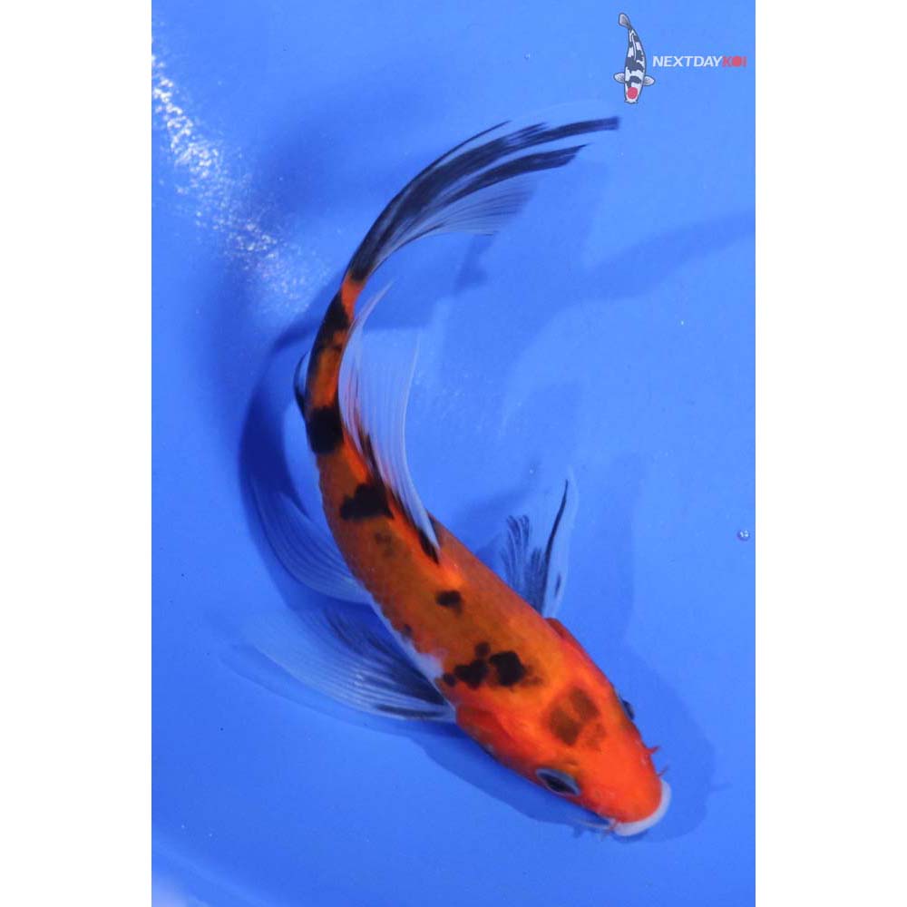 4.5” Imported Sanke Butterfly Koi