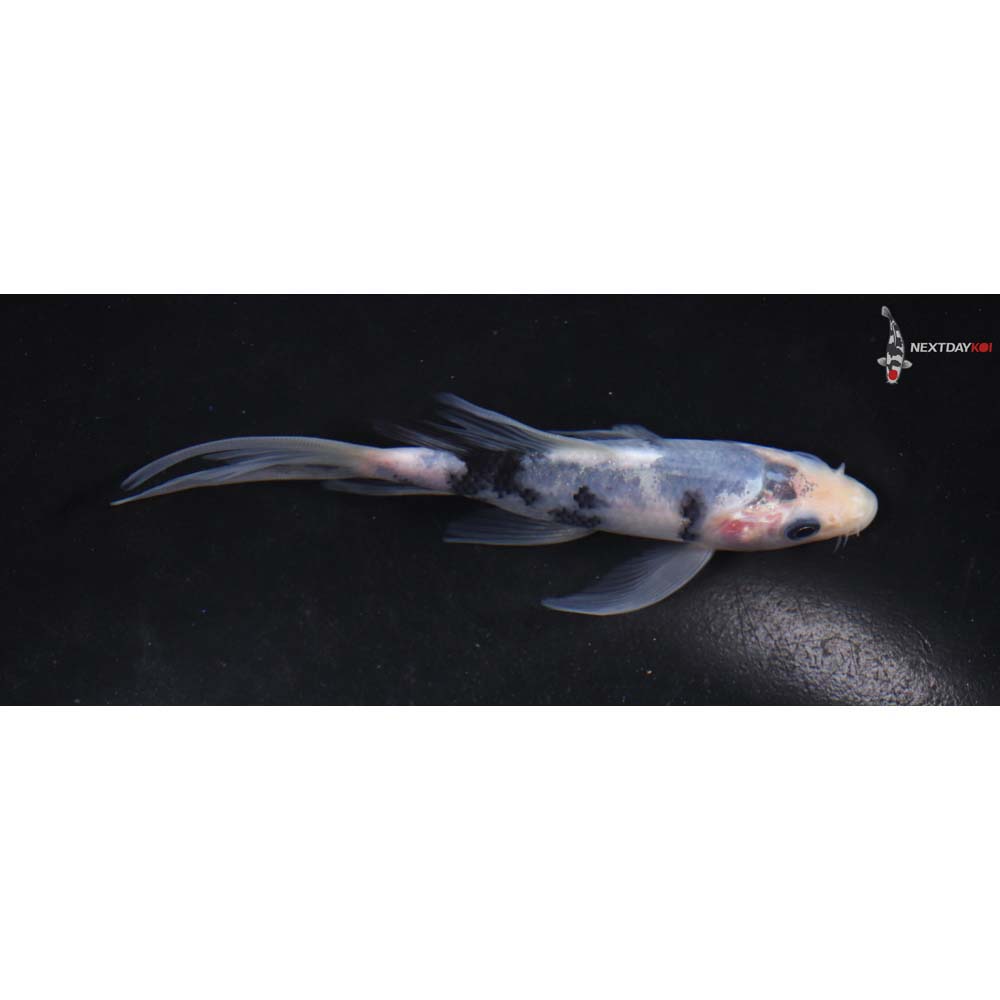 4.5” Imported Shiro Bekko Butterfly Koi