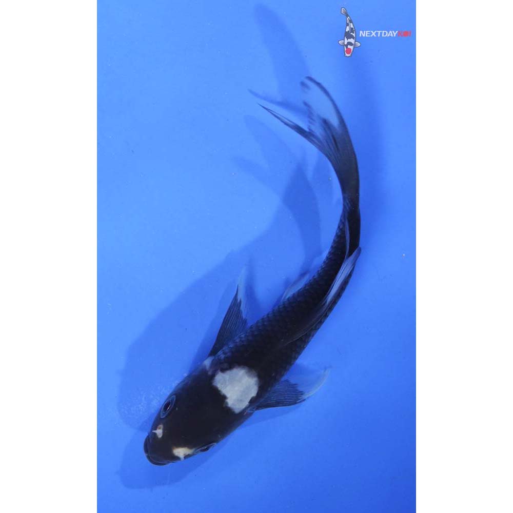 4.5” Imported Matsukawabakke Butterfly Koi