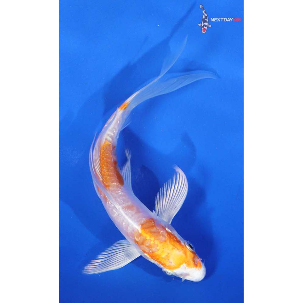4.5” Imported Kikusui Butterfly Koi