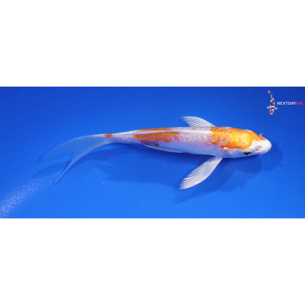 4.5” Imported Kikusui Butterfly Koi
