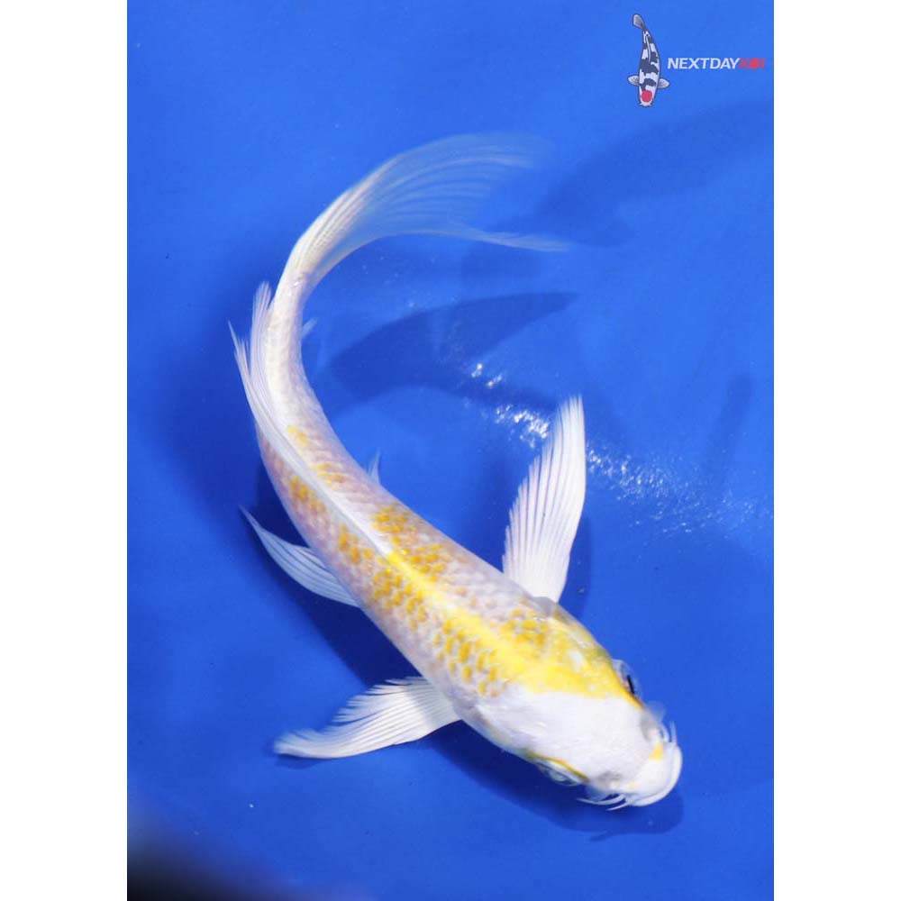 4.5” Imported Lemon Hariwake Butterfly Koi