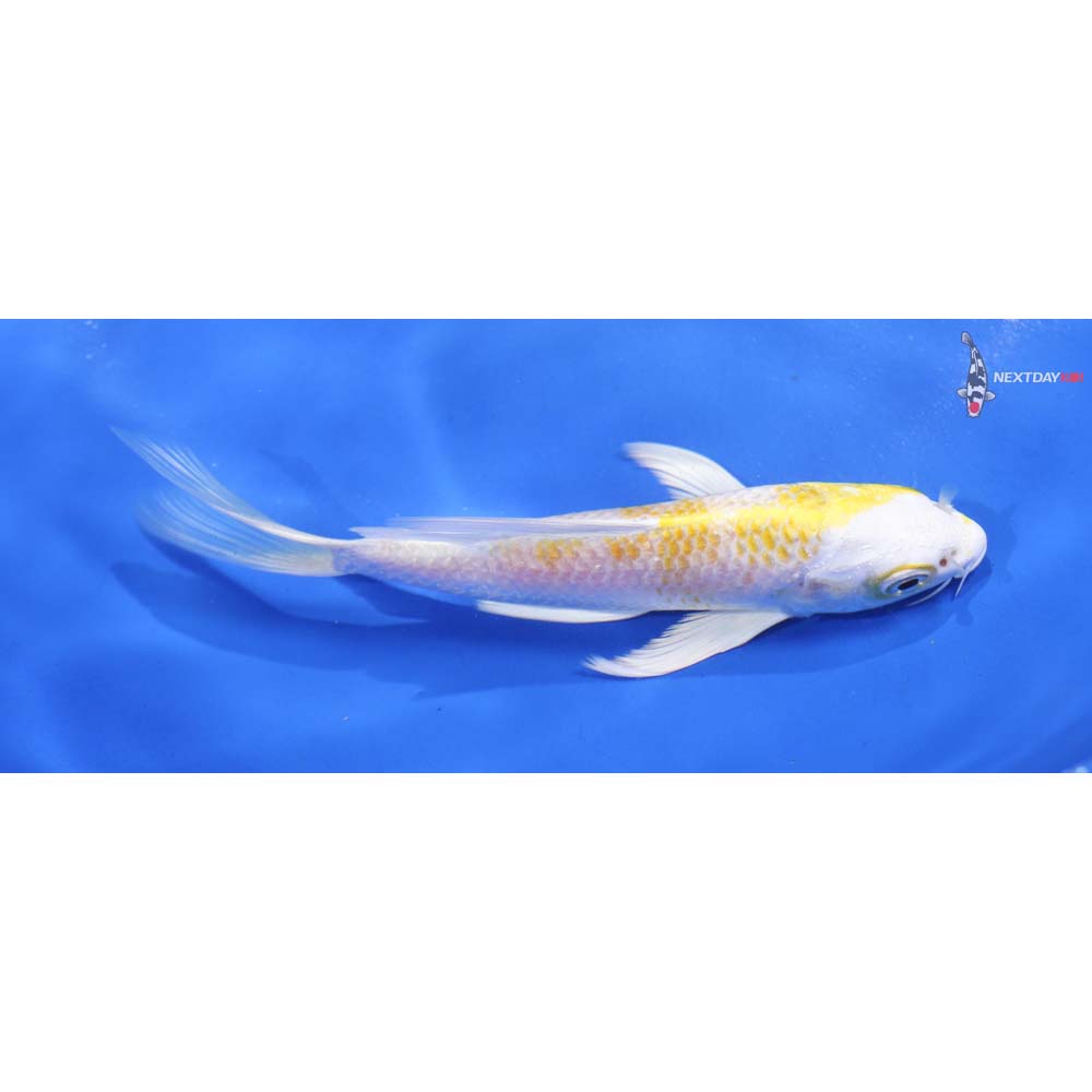 4.5” Imported Lemon Hariwake Butterfly Koi