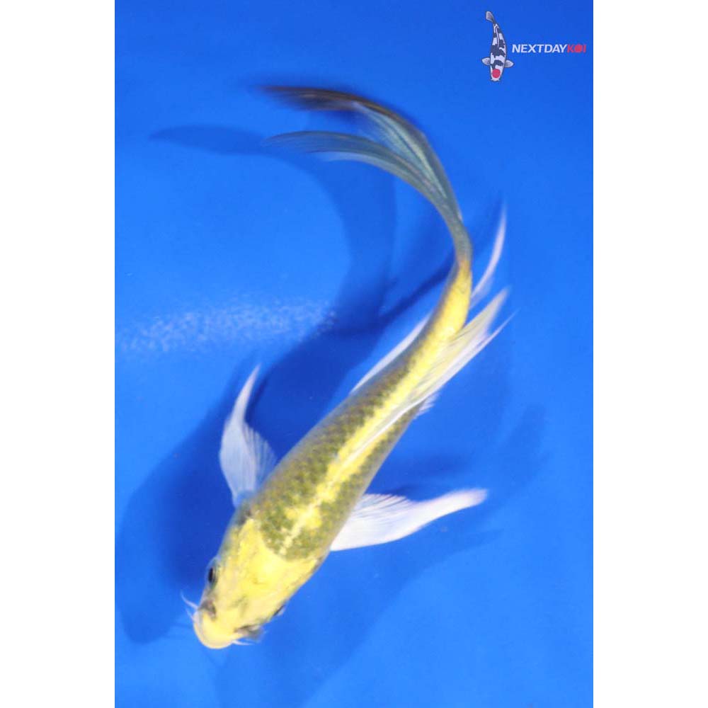 4.5” Imported Ki Matsuba Butterfly Koi
