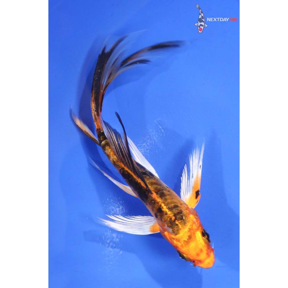 4.5” Imported Kin Aka Bekko Butterfly Koi
