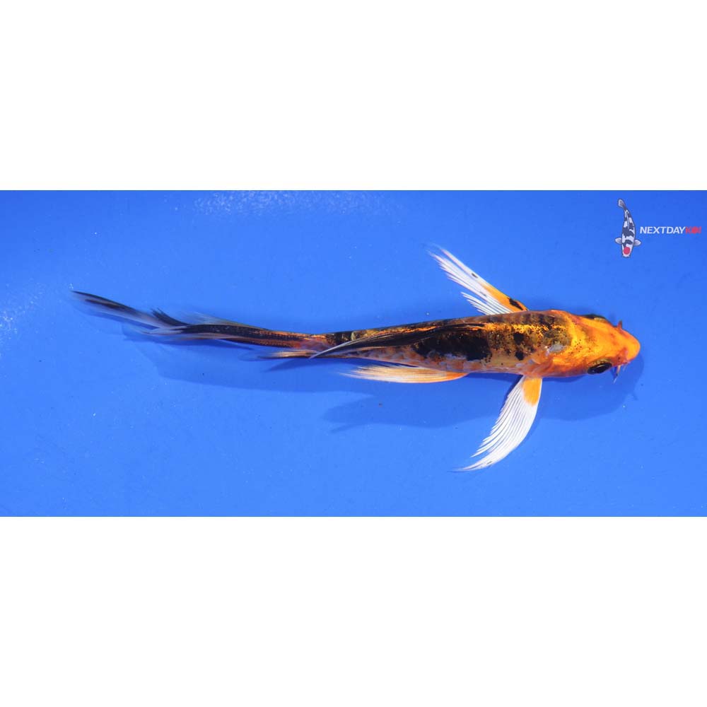 4.5” Imported Kin Aka Bekko Butterfly Koi