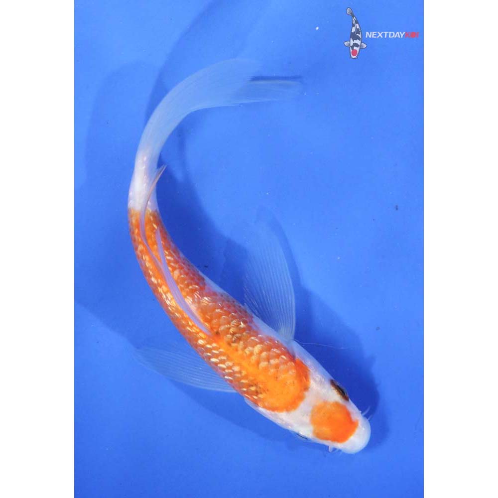 4.5” Imported Gin Rin Kohaku Butterfly Koi