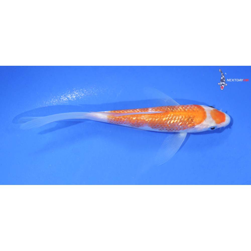 4.5” Imported Gin Rin Kohaku Butterfly Koi
