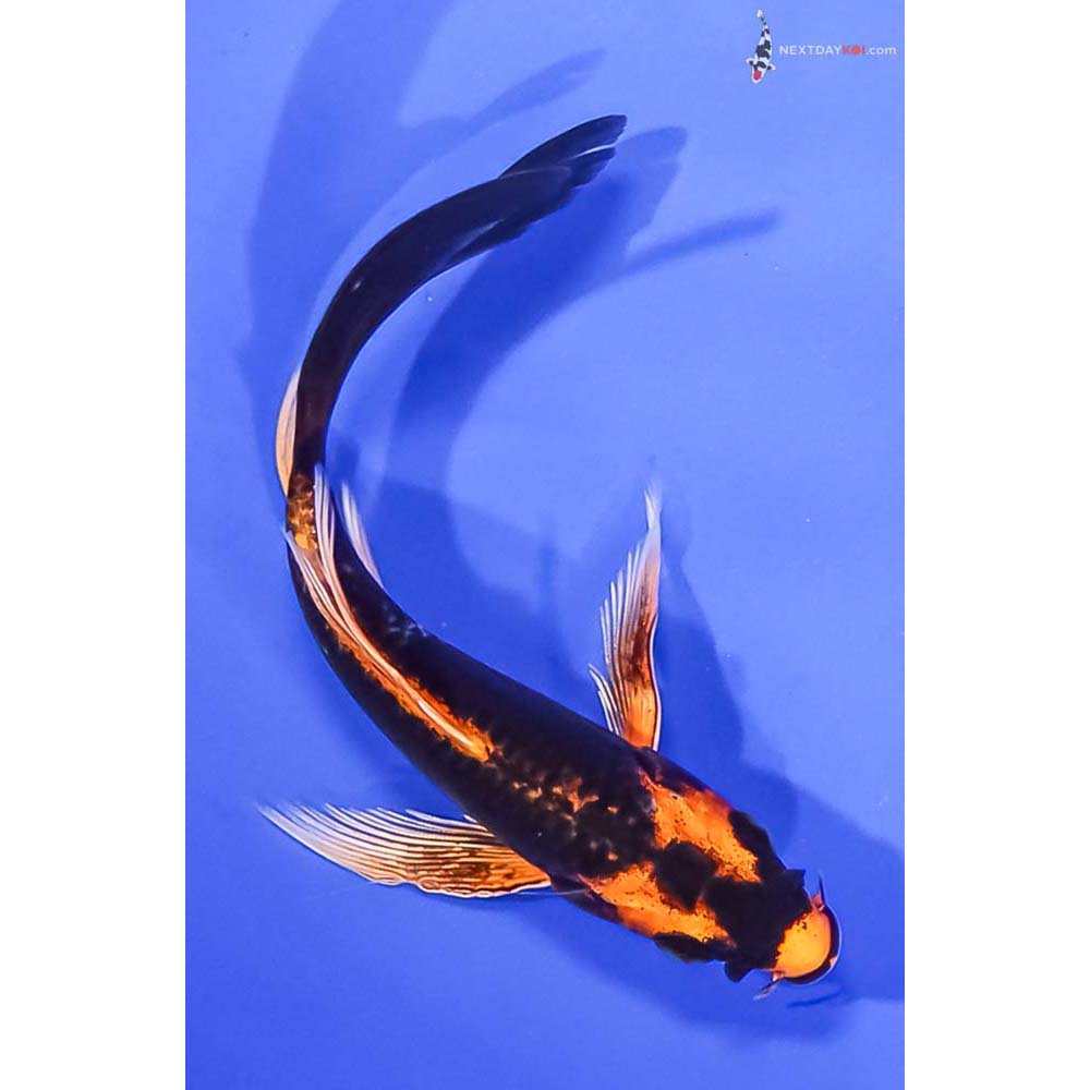 4.5” Imported Orenji Matsuba Butterfly Koi