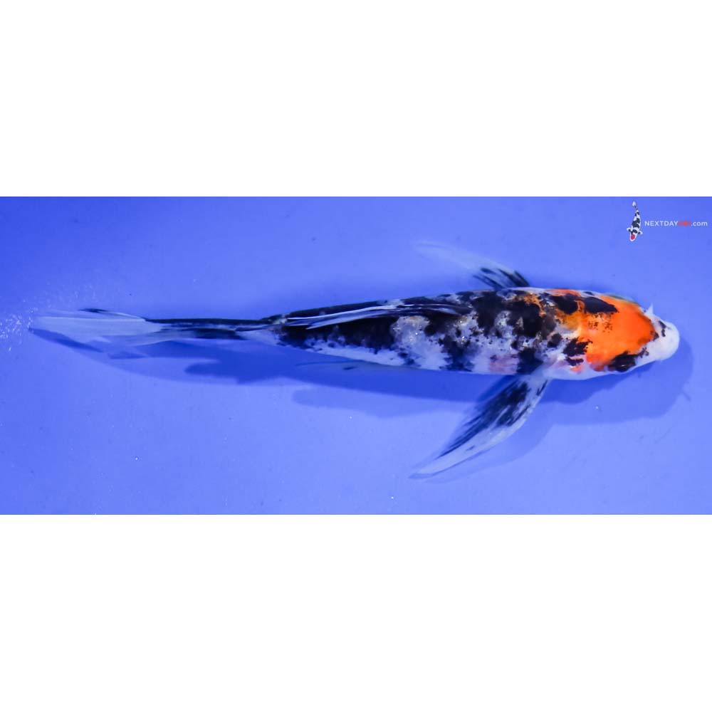 4.5” Imported Sanke Butterfly Koi