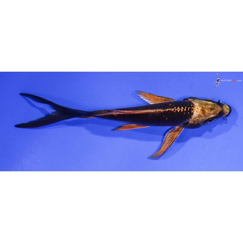 4.5” Imported Gold Crown Butterfly Koi