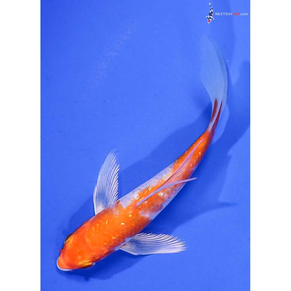 4.5” Imported Gin Rin Hariwake Butterfly Koi