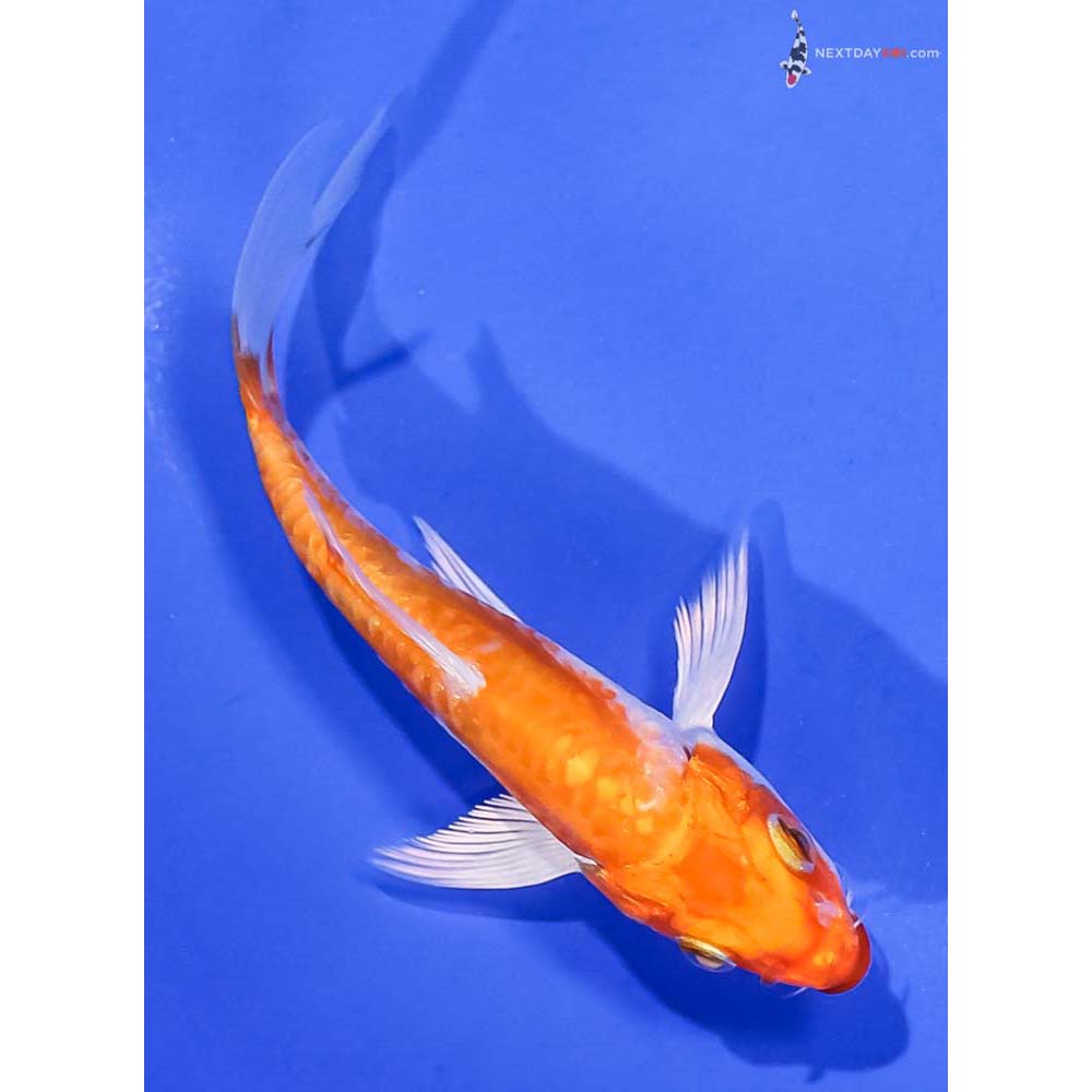 4” Imported Kikusui Butterfly Koi