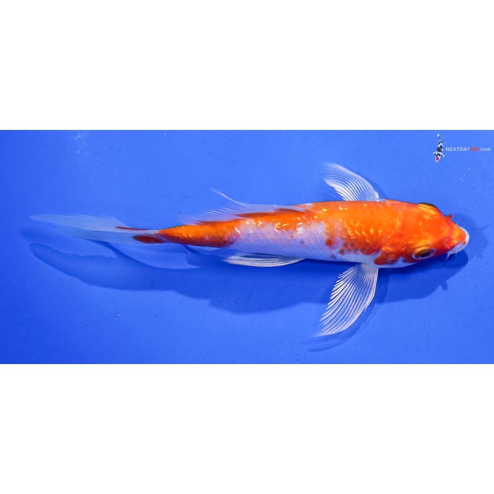 4.5” Imported Gin Rin Hariwake Butterfly Koi