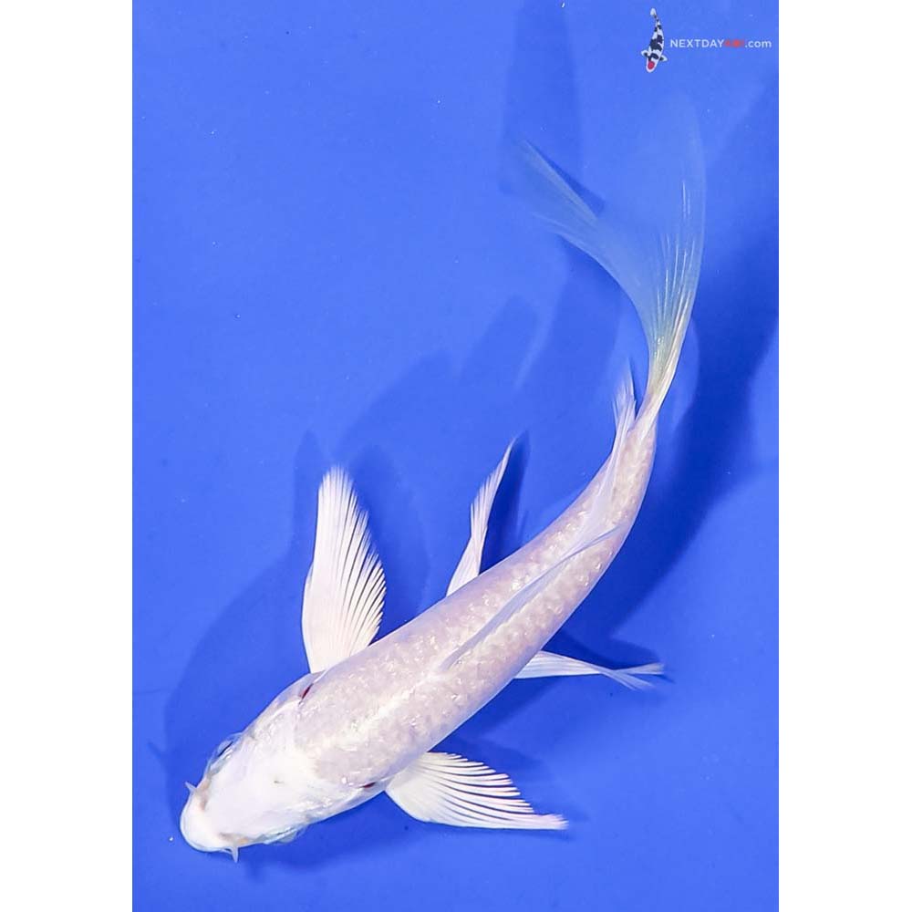 4.5” Imported Platinum Ogon Butterfly Koi