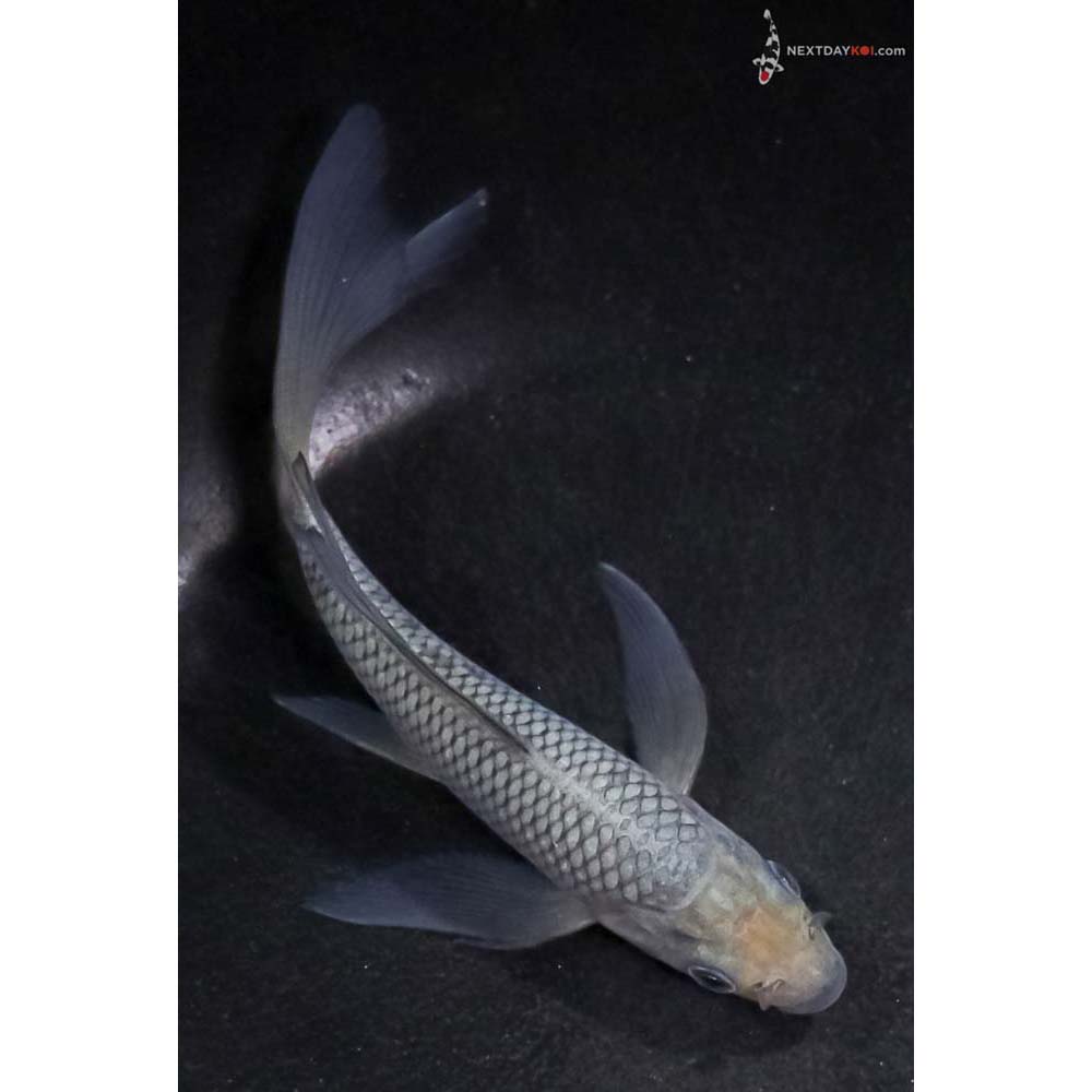 5” Imported Soragoi Butterfly Koi