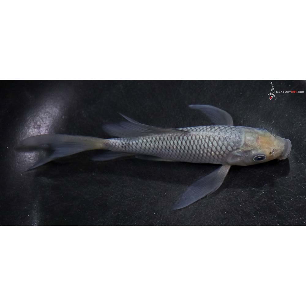 5” Imported Soragoi Butterfly Koi