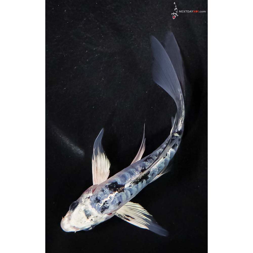 5” Imported Doitsu Blue Gin Shiro Bekko Butterfly Koi