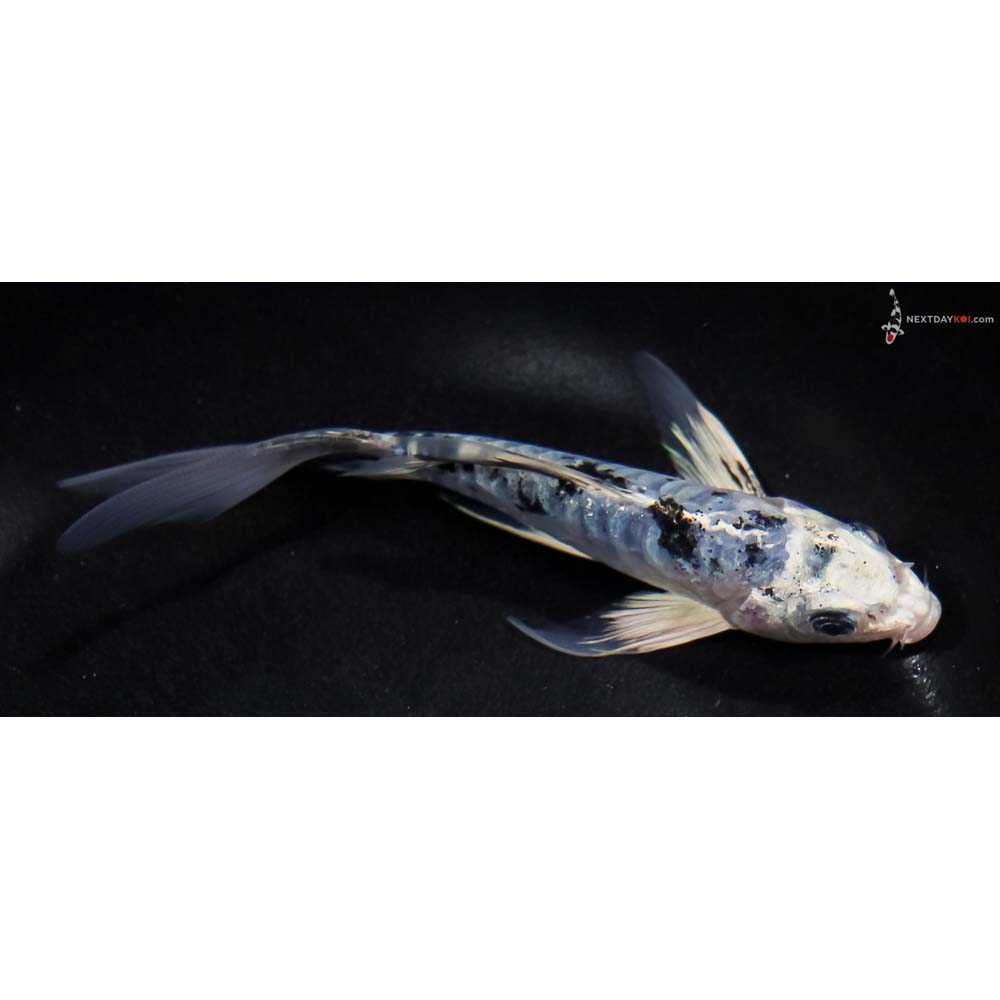 5” Imported Doitsu Blue Gin Shiro Bekko Butterfly Koi