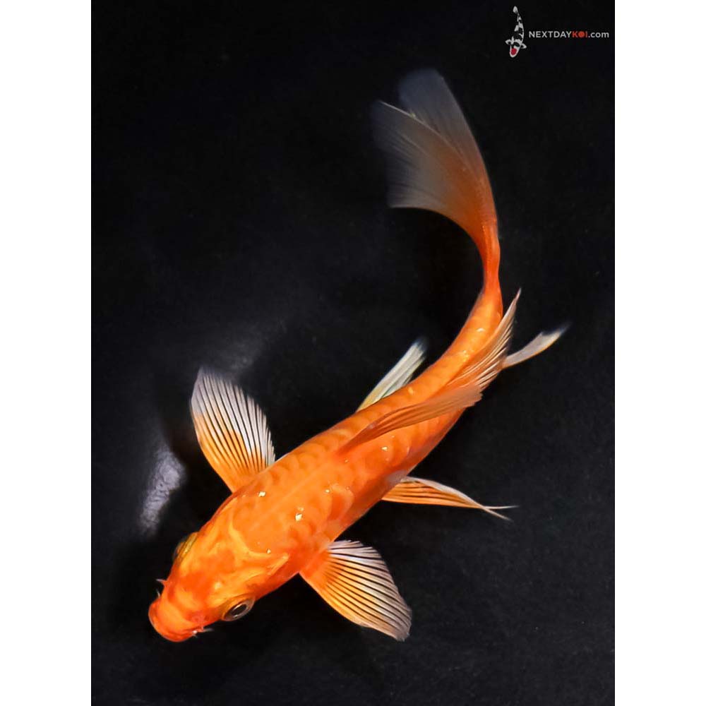 5” Imported Doitsu Orenji Ogon Butterfly Koi