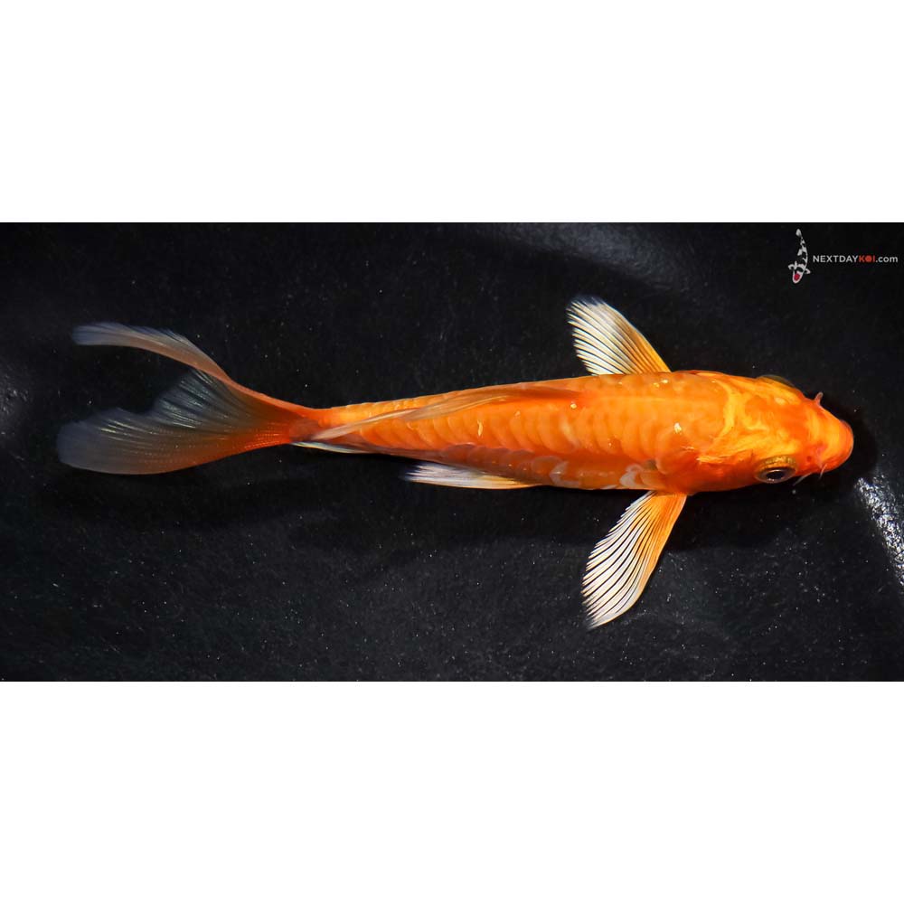 5” Imported Doitsu Orenji Ogon Butterfly Koi