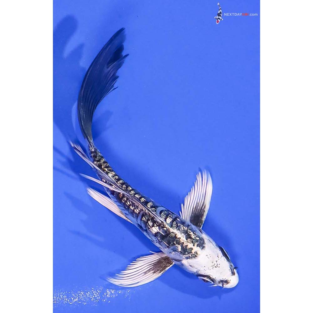 5” Imported Gin Rin Kikokuryu Butterfly Koi