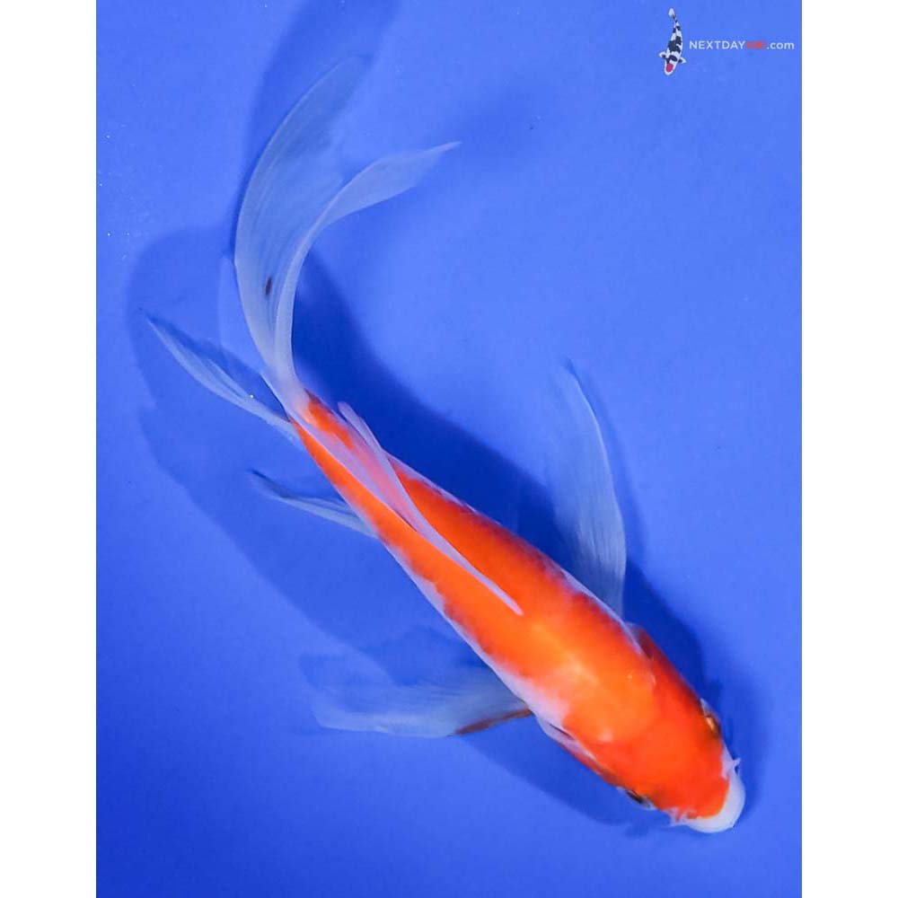 5” Imported Kohaku Butterfly Koi