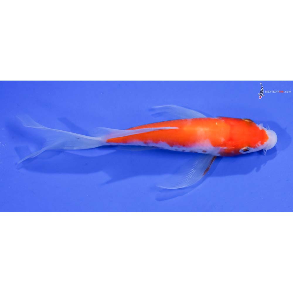 5” Imported Kohaku Butterfly Koi