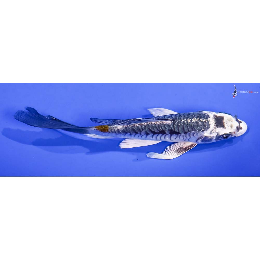 5” Imported Kin Kikokuryu Butterfly Koi