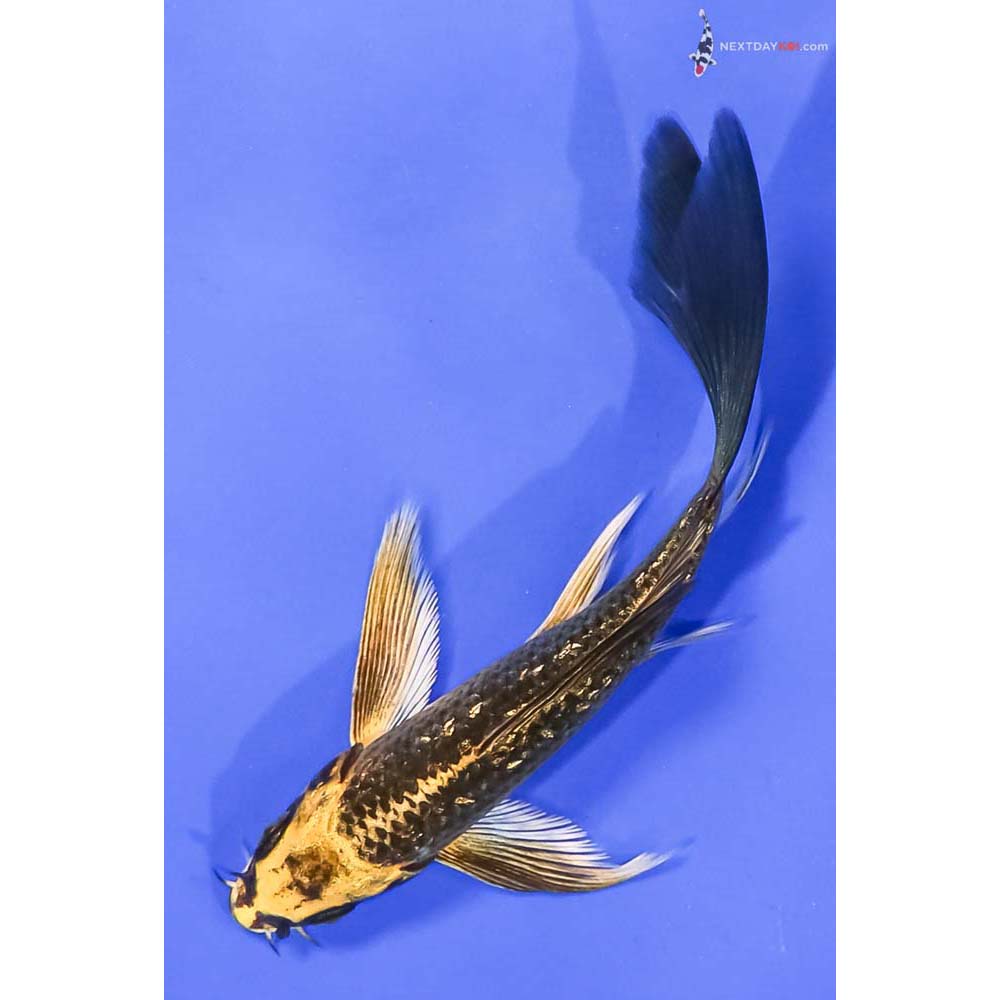 5” Imported Gin Rin Ki Matsuba Butterfly Koi